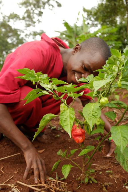Nololo tending to his chilli farm Nololo tending to his chilli farm